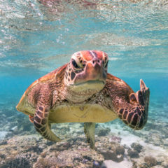 Terry the Turtle Flipping the Bird © Mark Fitzpatrick, winner of the Comedy Wildlife Photography Awards 2020